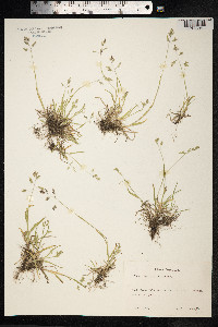 Poa supina image
