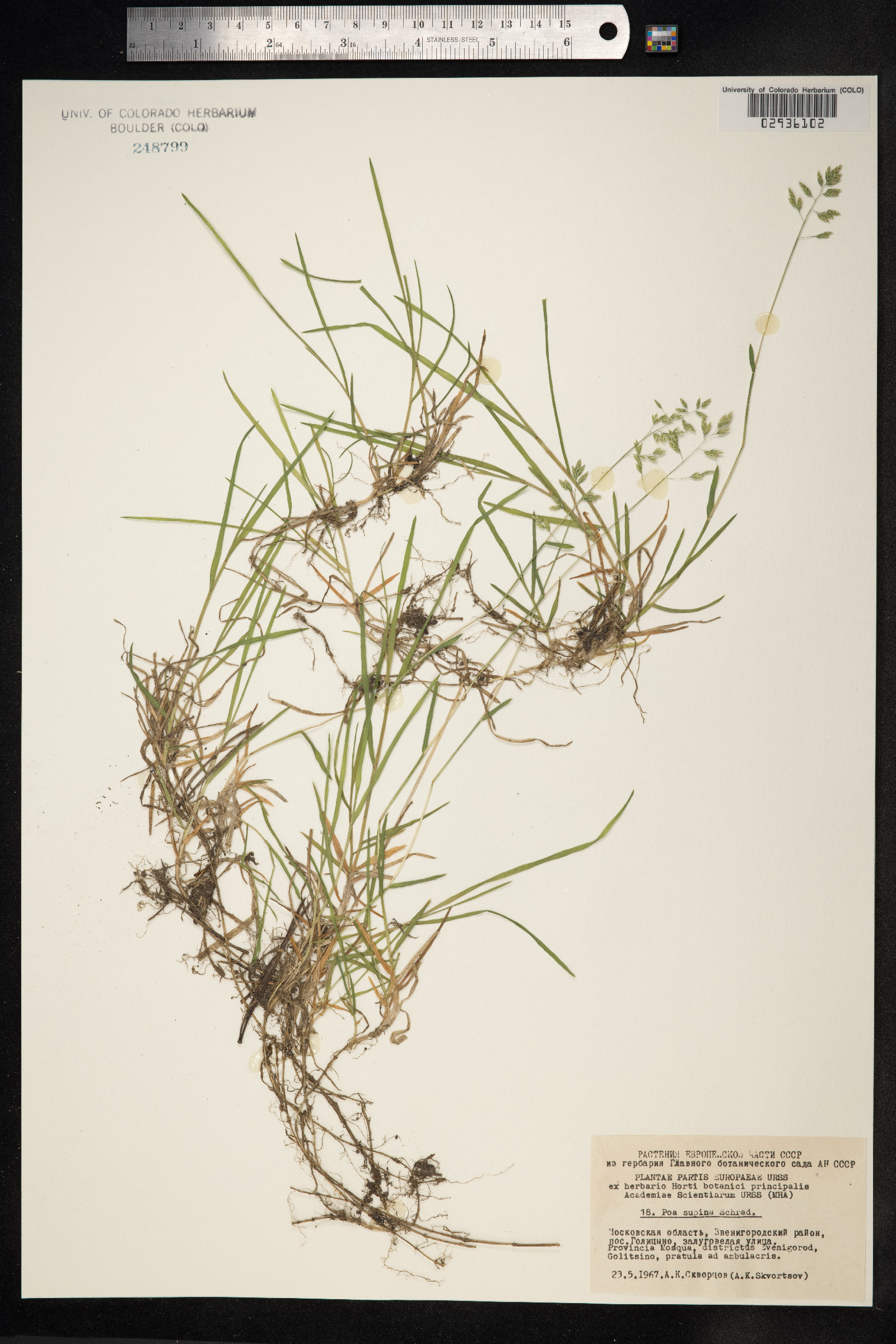 Poa supina image