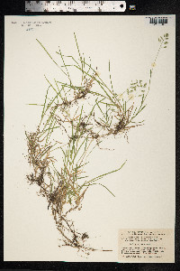 Poa supina image