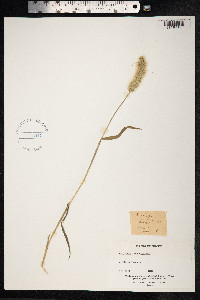 Polypogon monspeliensis image