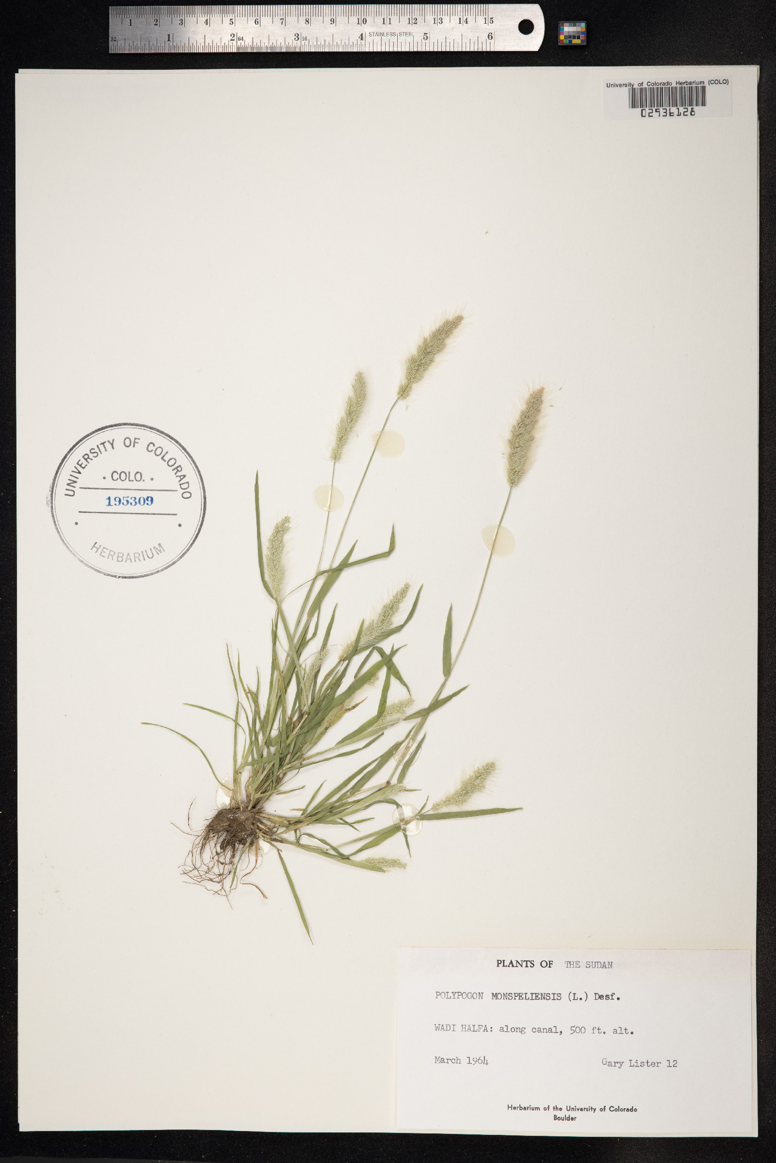 Polypogon monspeliensis image