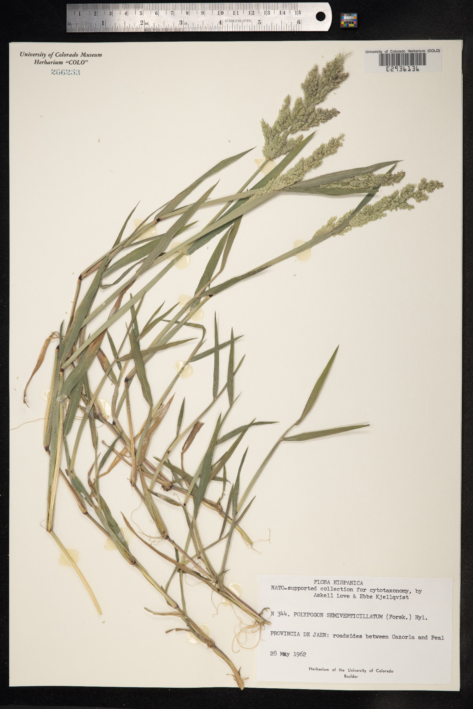 Polypogon viridis image