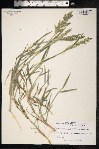 Polypogon viridis image
