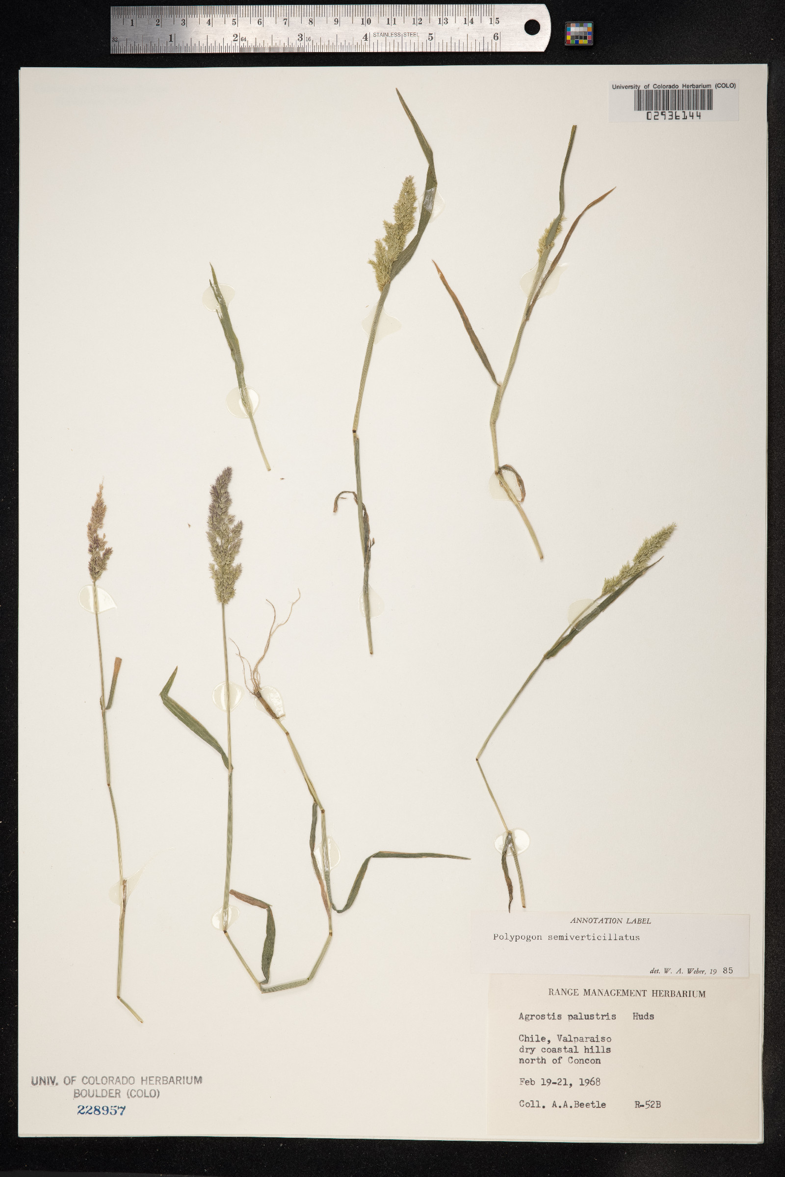 Polypogon viridis image