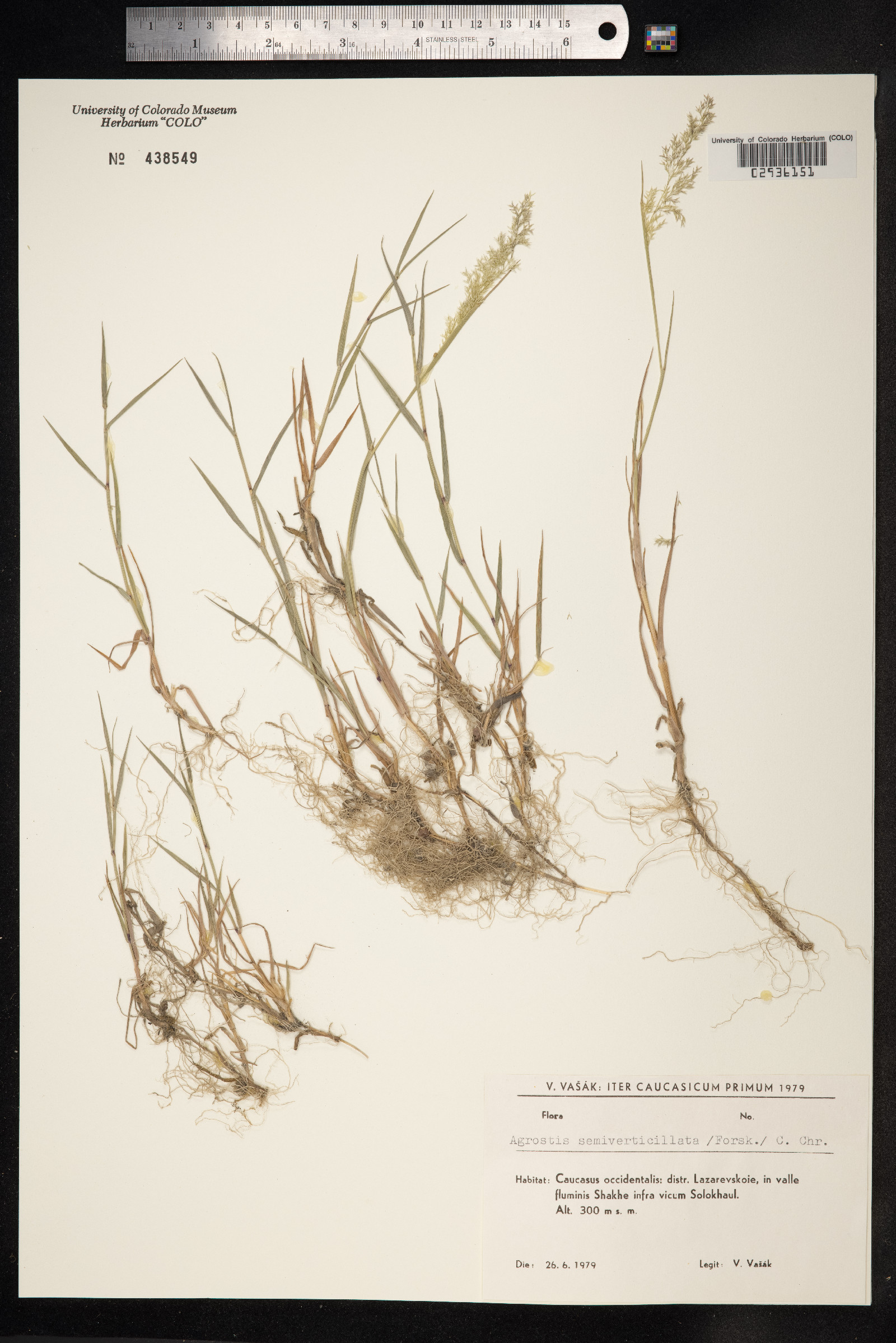 Polypogon viridis image