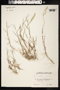 Polypogon viridis image