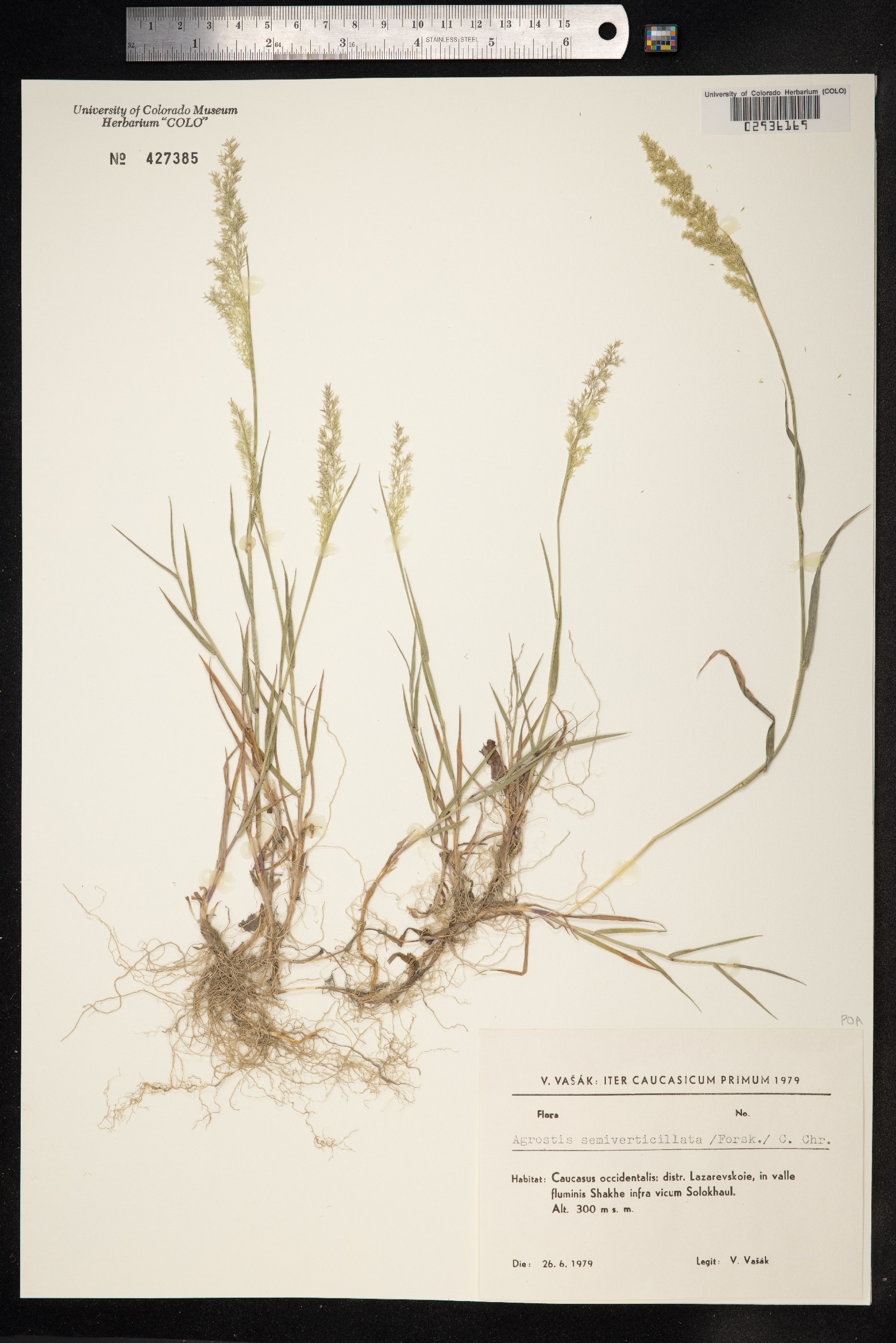 Polypogon viridis image