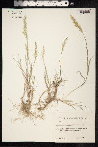 Polypogon viridis image