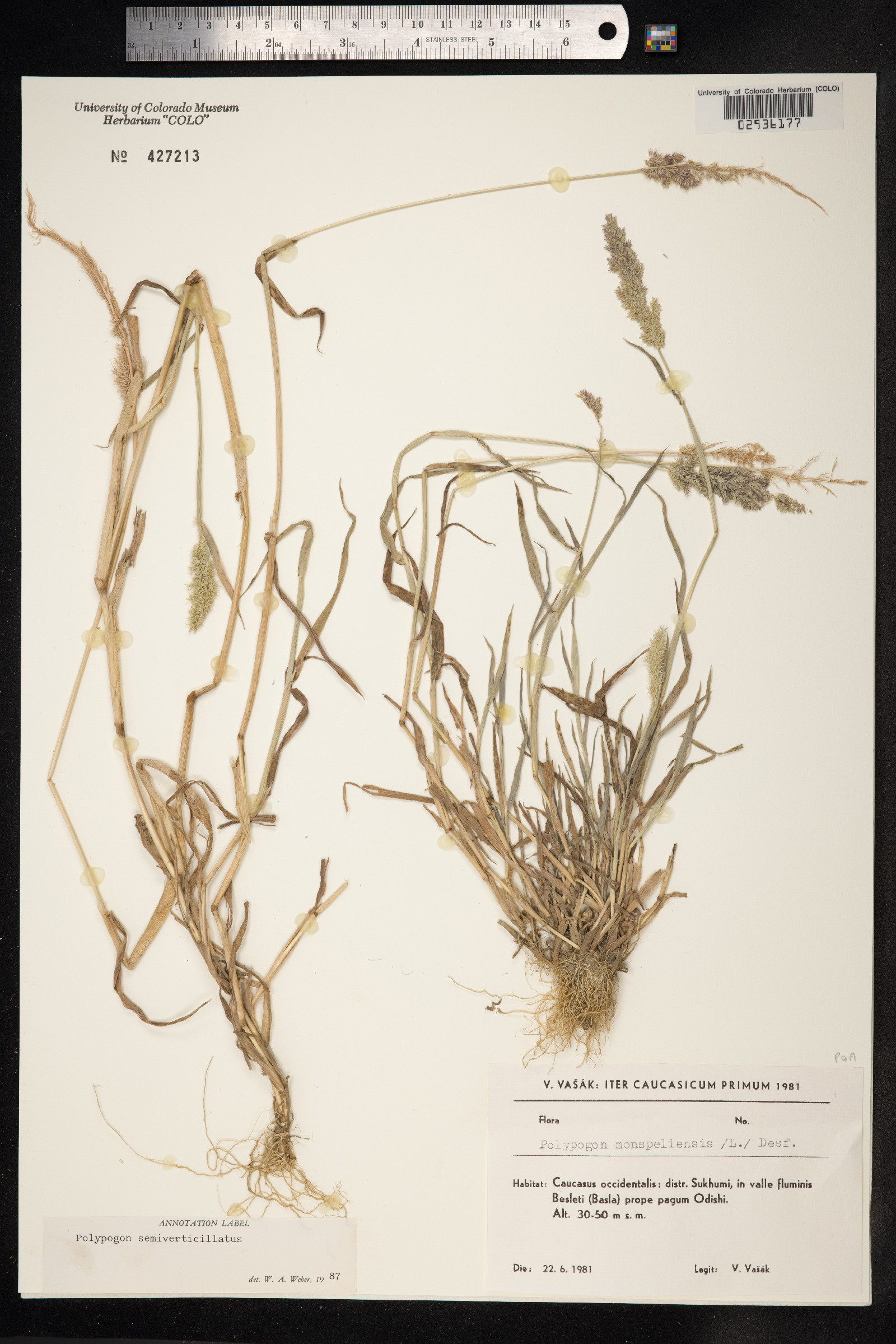 Polypogon viridis image