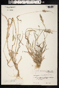 Polypogon viridis image