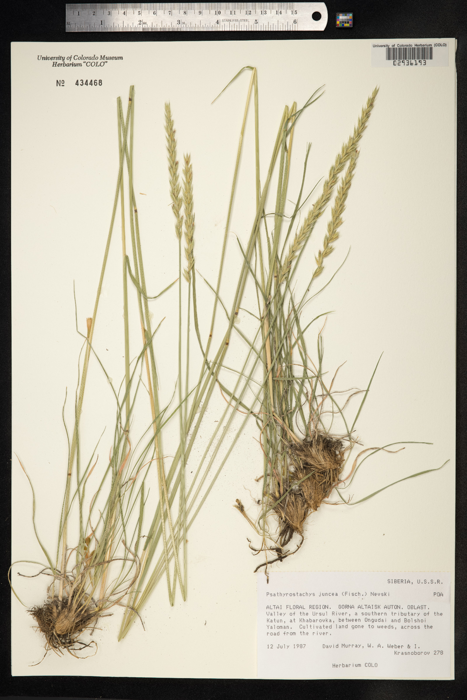 Psathyrostachys juncea image