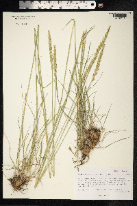 Psathyrostachys juncea image