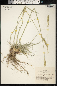 Psathyrostachys juncea image