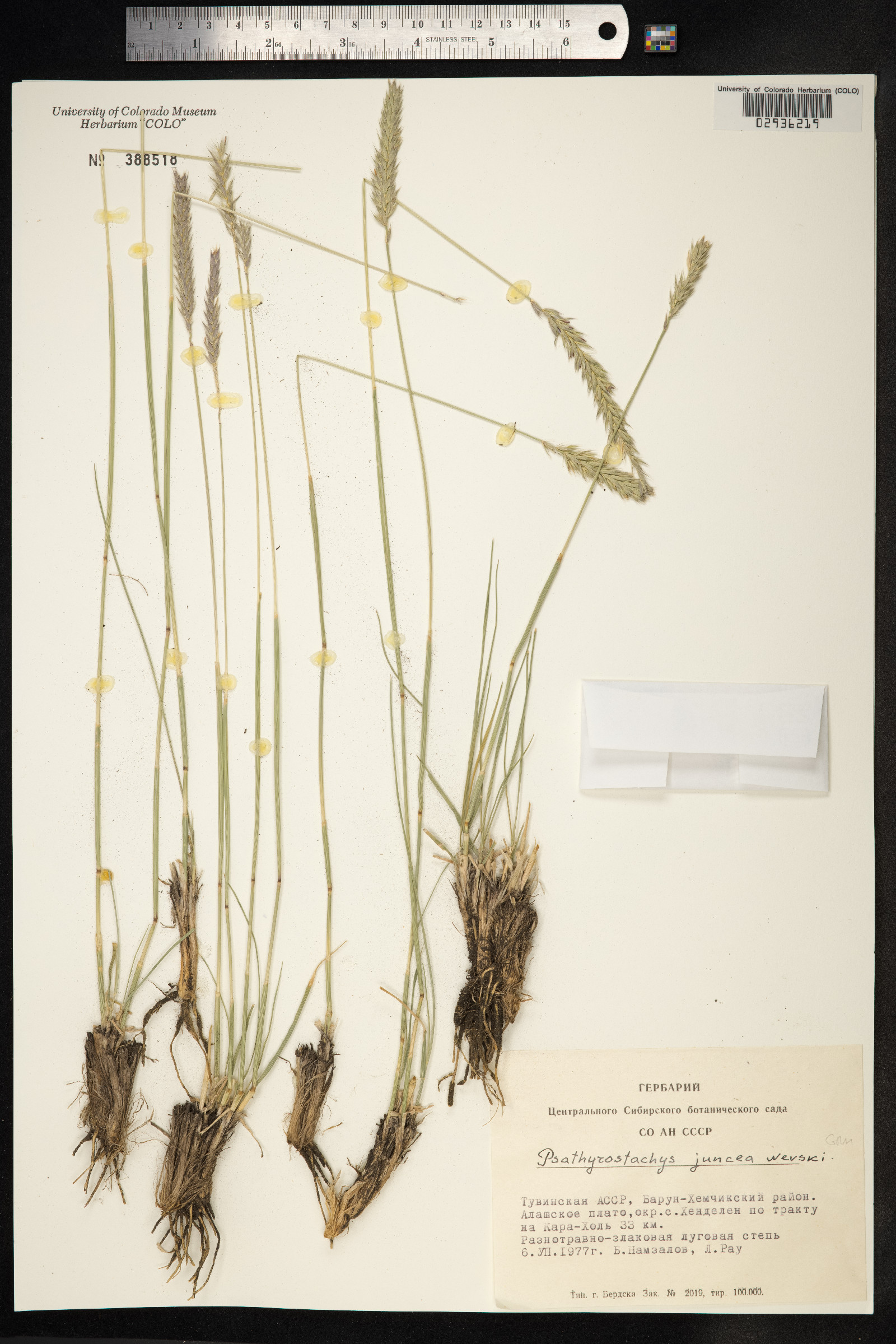 Psathyrostachys juncea image