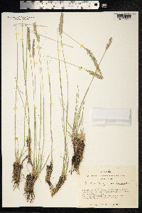 Psathyrostachys juncea image