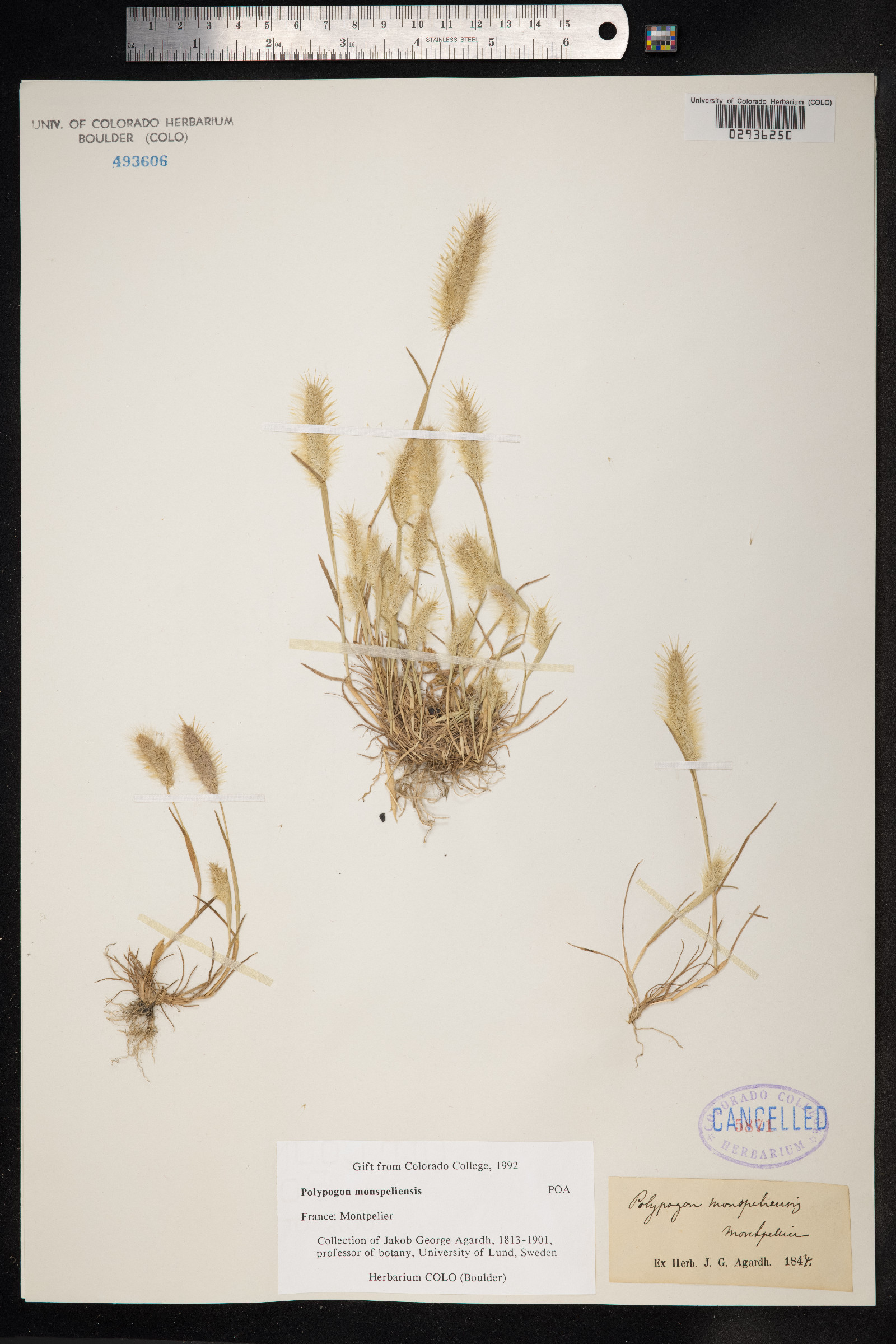 Polypogon monspeliensis image