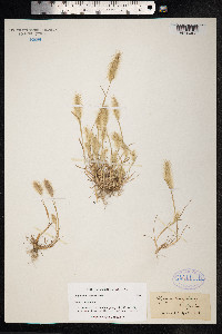 Polypogon monspeliensis image