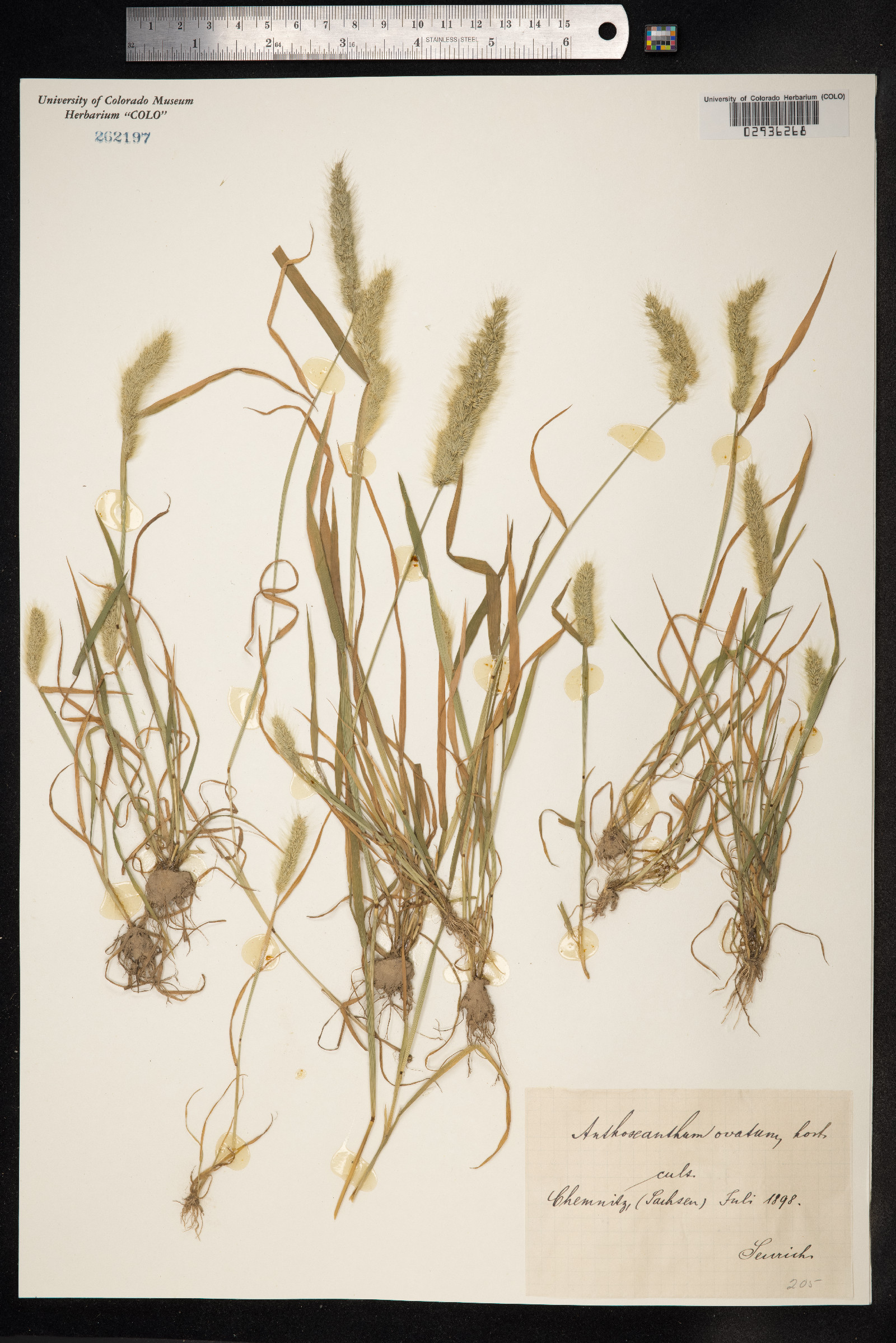 Polypogon monspeliensis image
