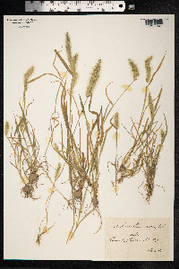 Polypogon monspeliensis image