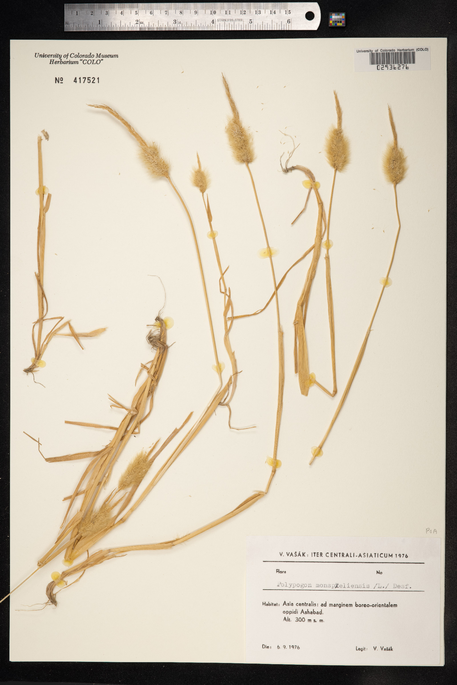 Polypogon monspeliensis image