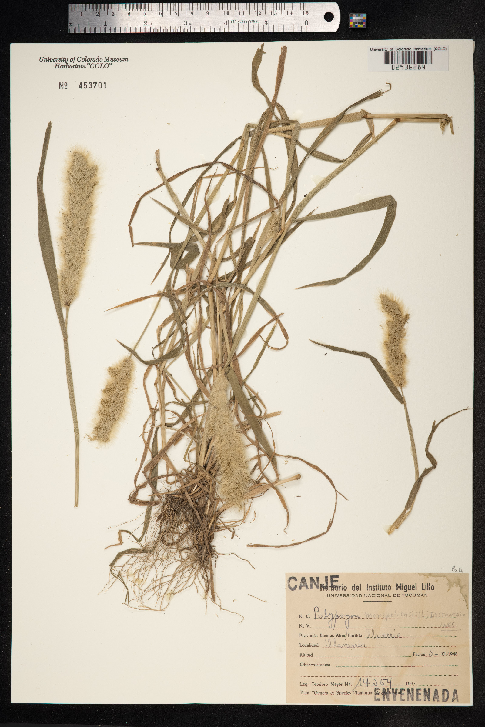 Polypogon monspeliensis image