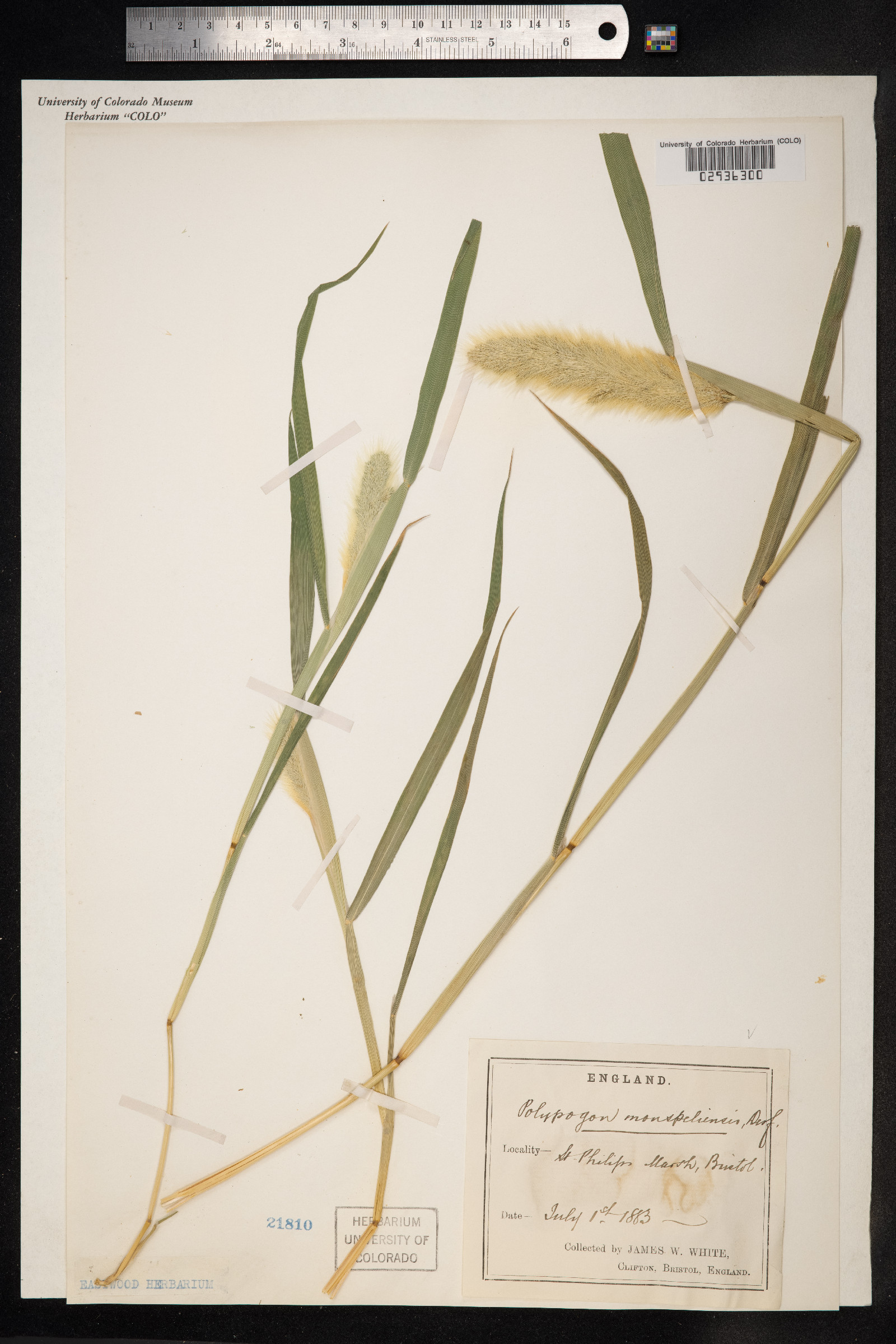 Polypogon monspeliensis image