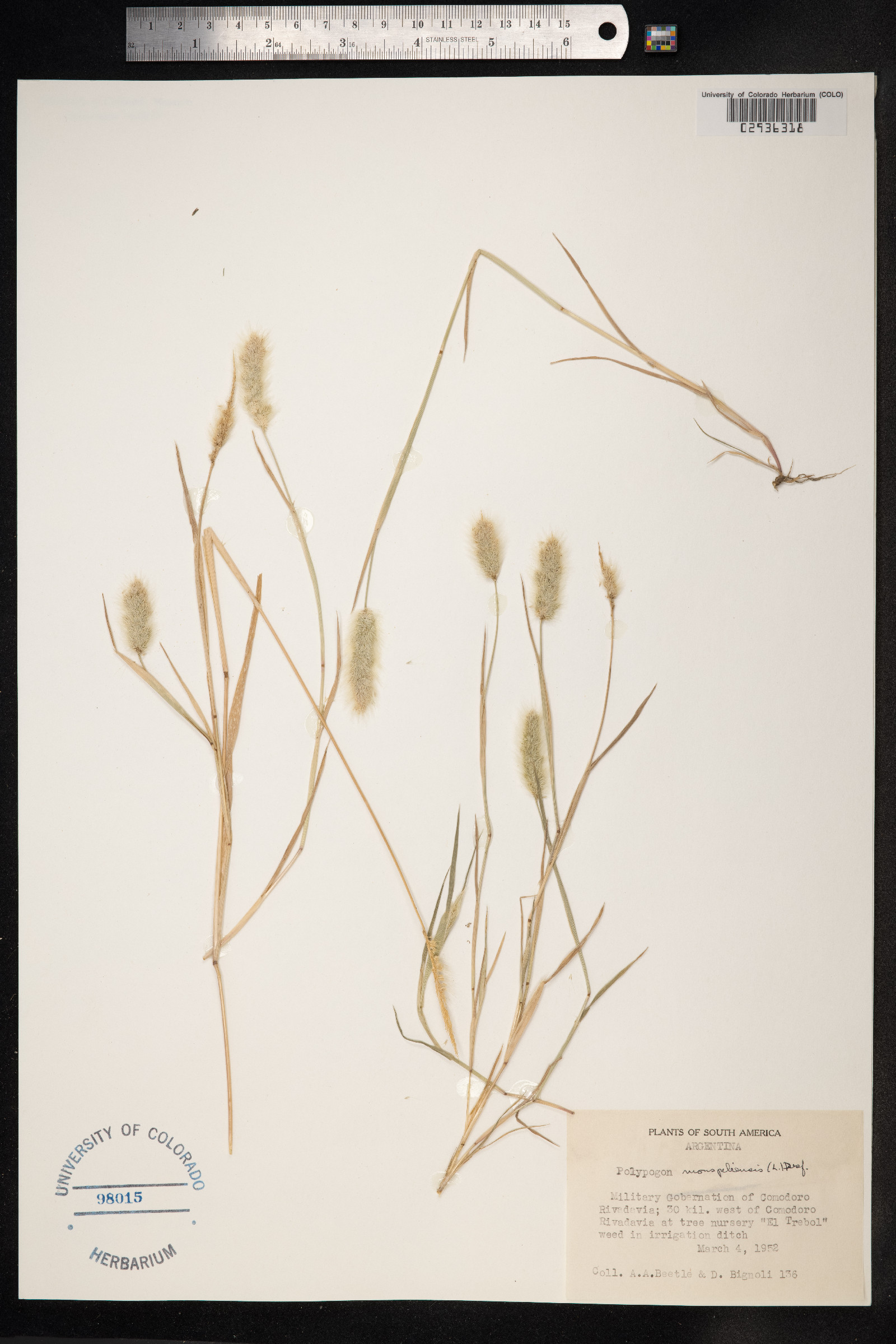 Polypogon monspeliensis image