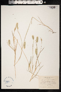 Polypogon monspeliensis image