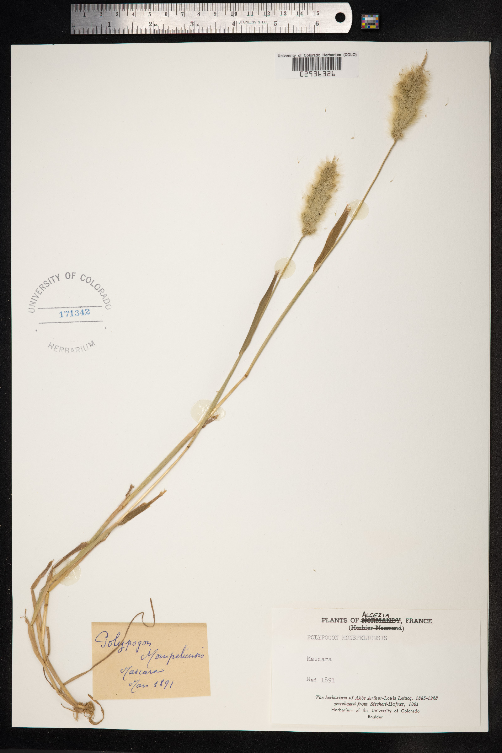 Polypogon monspeliensis image