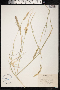 Polypogon elongatus image