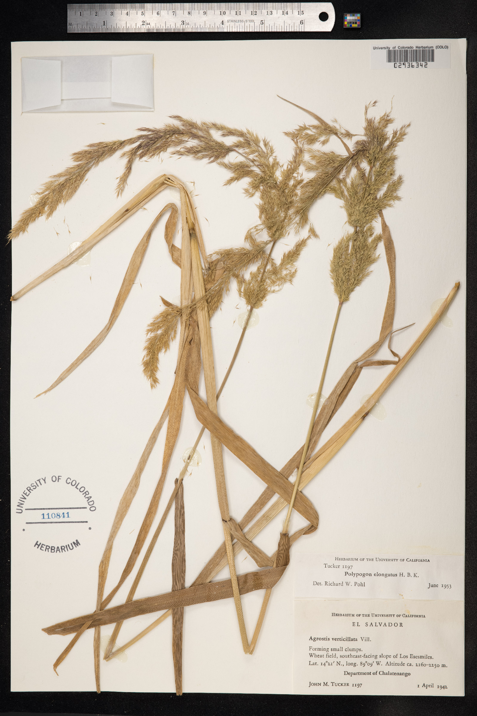 Polypogon elongatus image