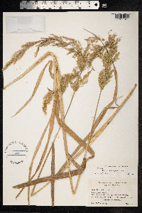 Polypogon elongatus image