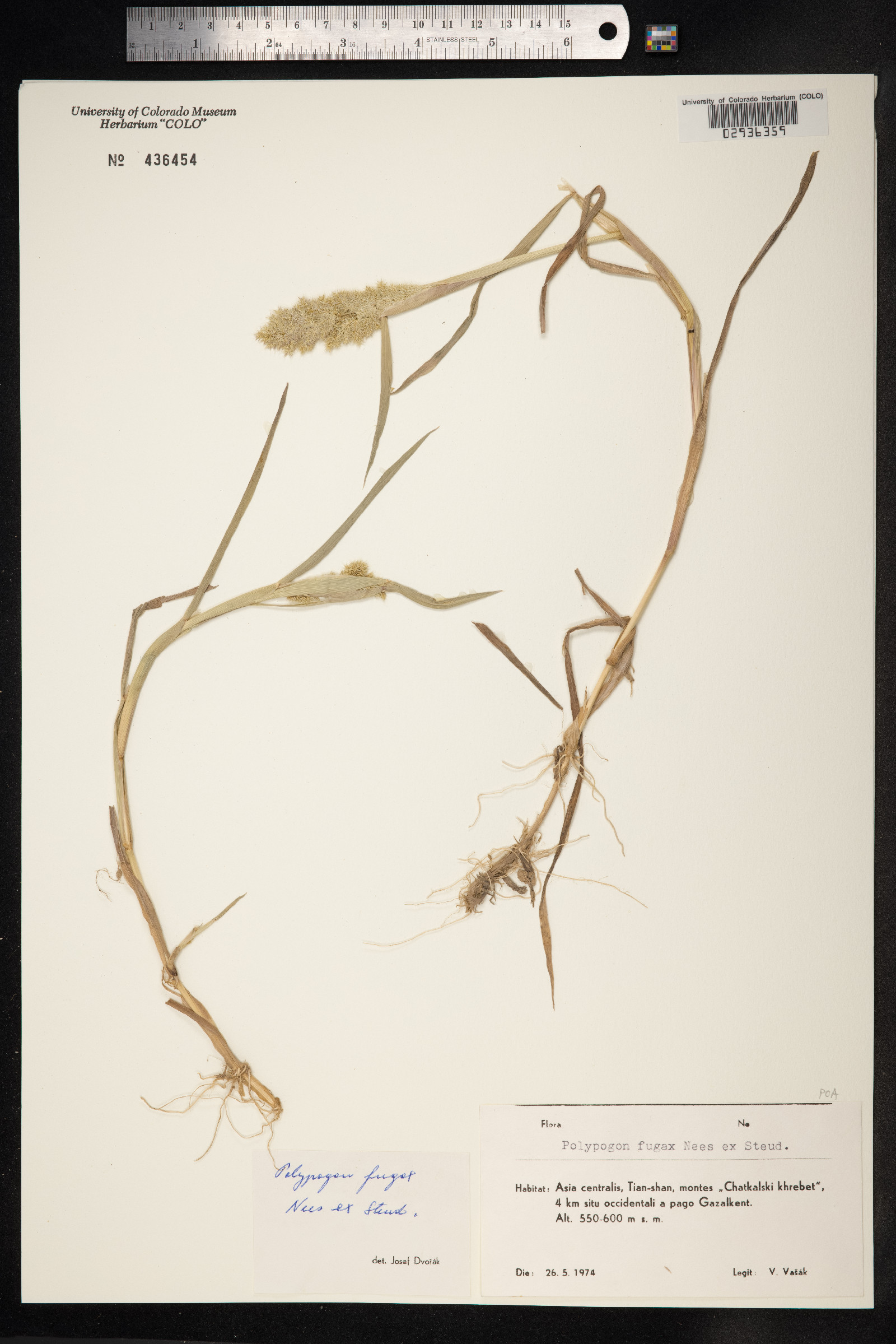Polypogon fugax image