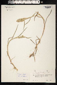 Polypogon fugax image
