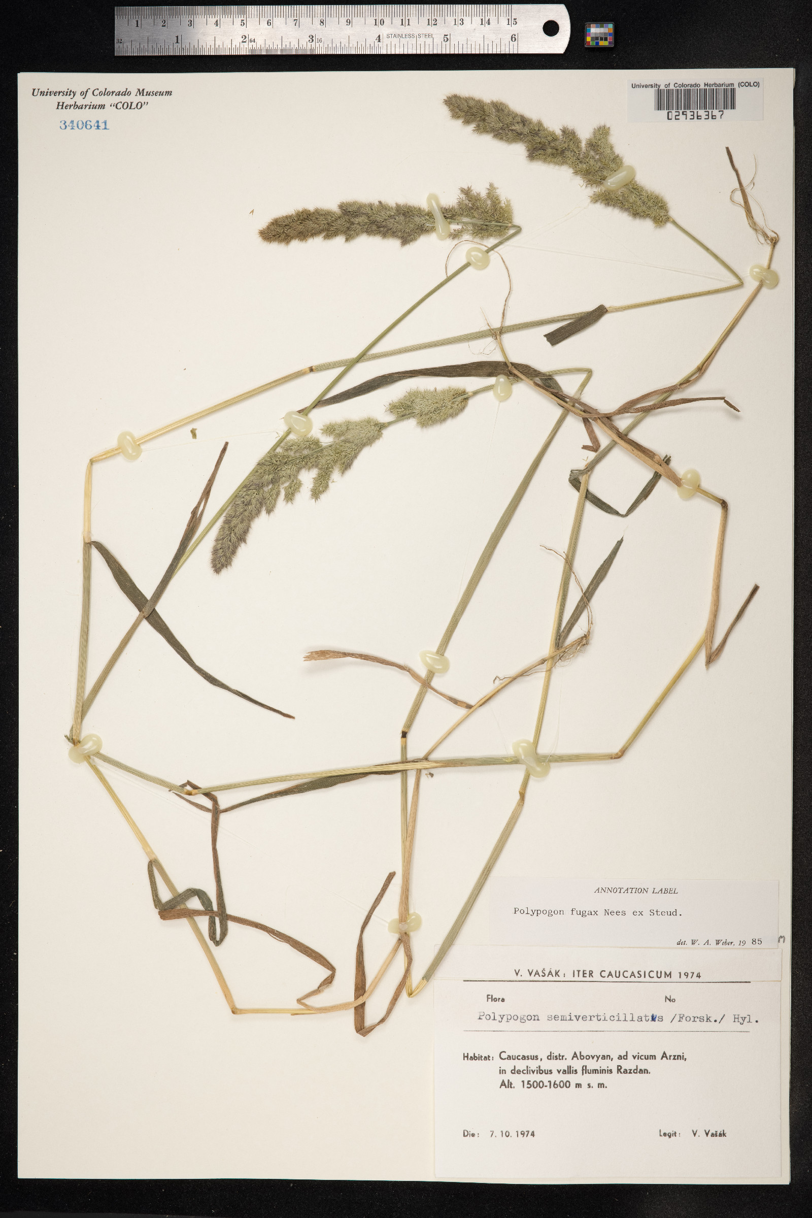 Polypogon fugax image