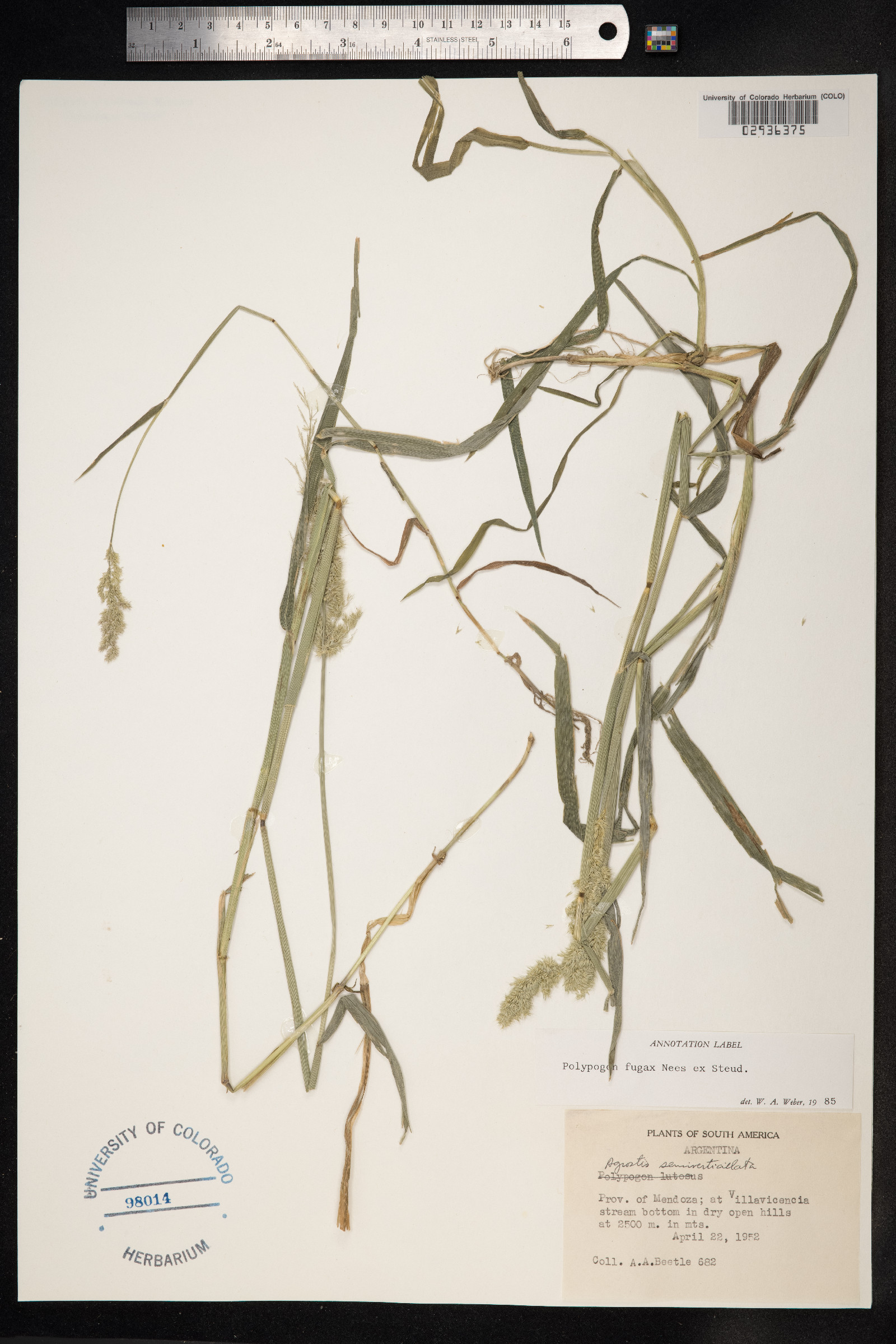 Polypogon fugax image