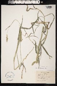 Polypogon fugax image