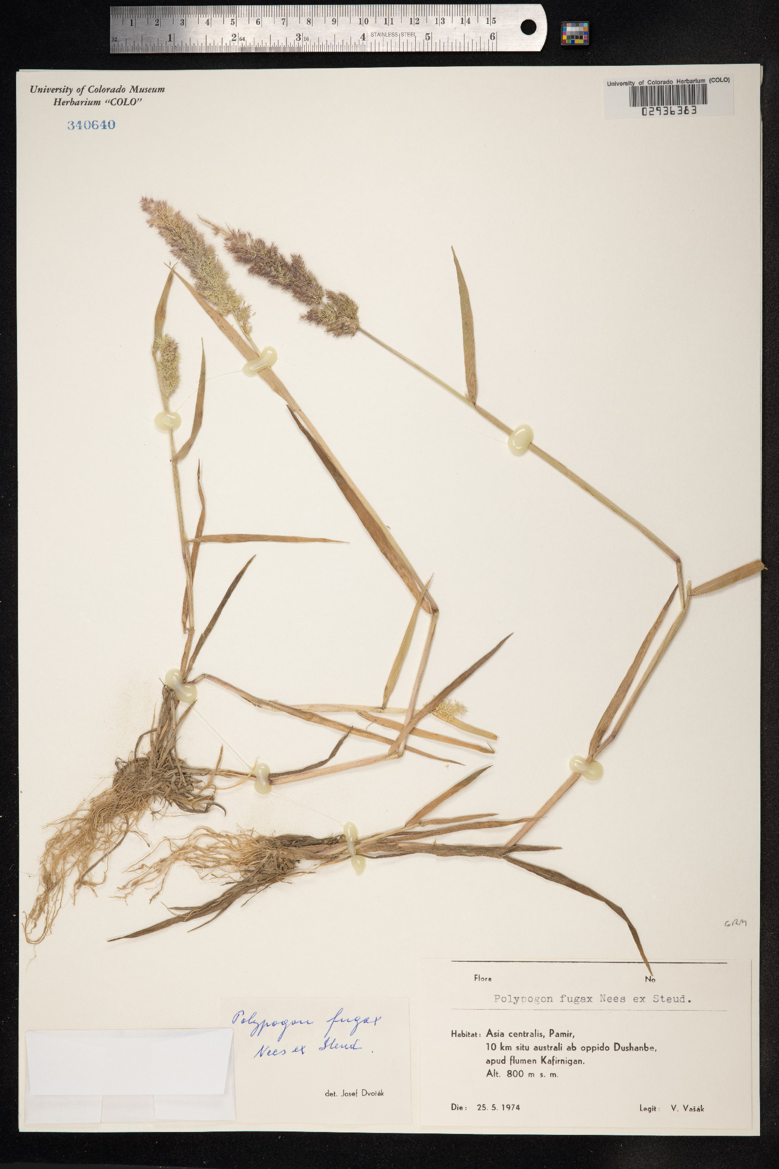 Polypogon image