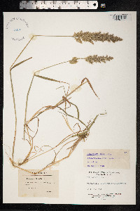 X Agropogon lutosus image
