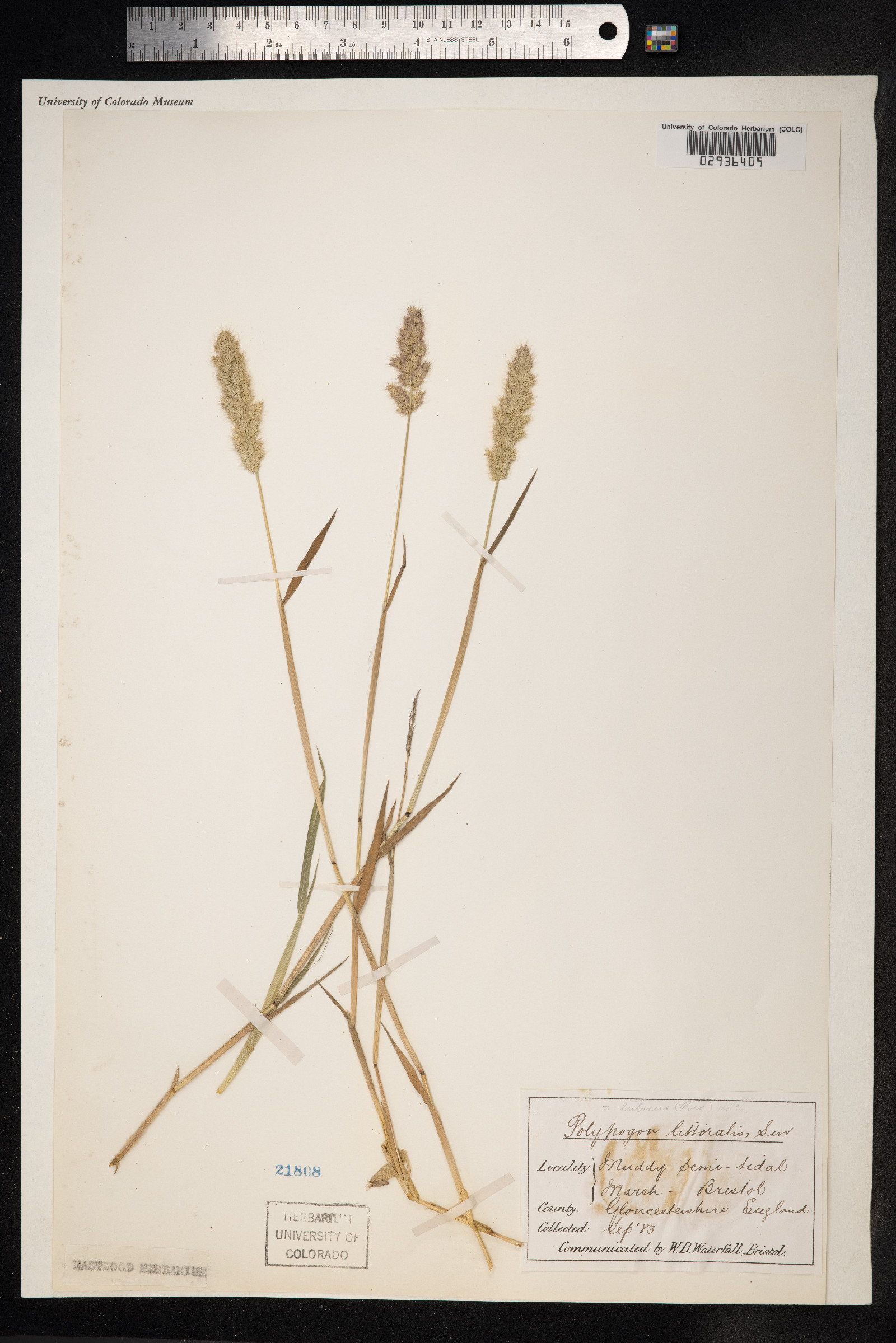 X Agropogon lutosus image
