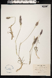 X Agropogon lutosus image