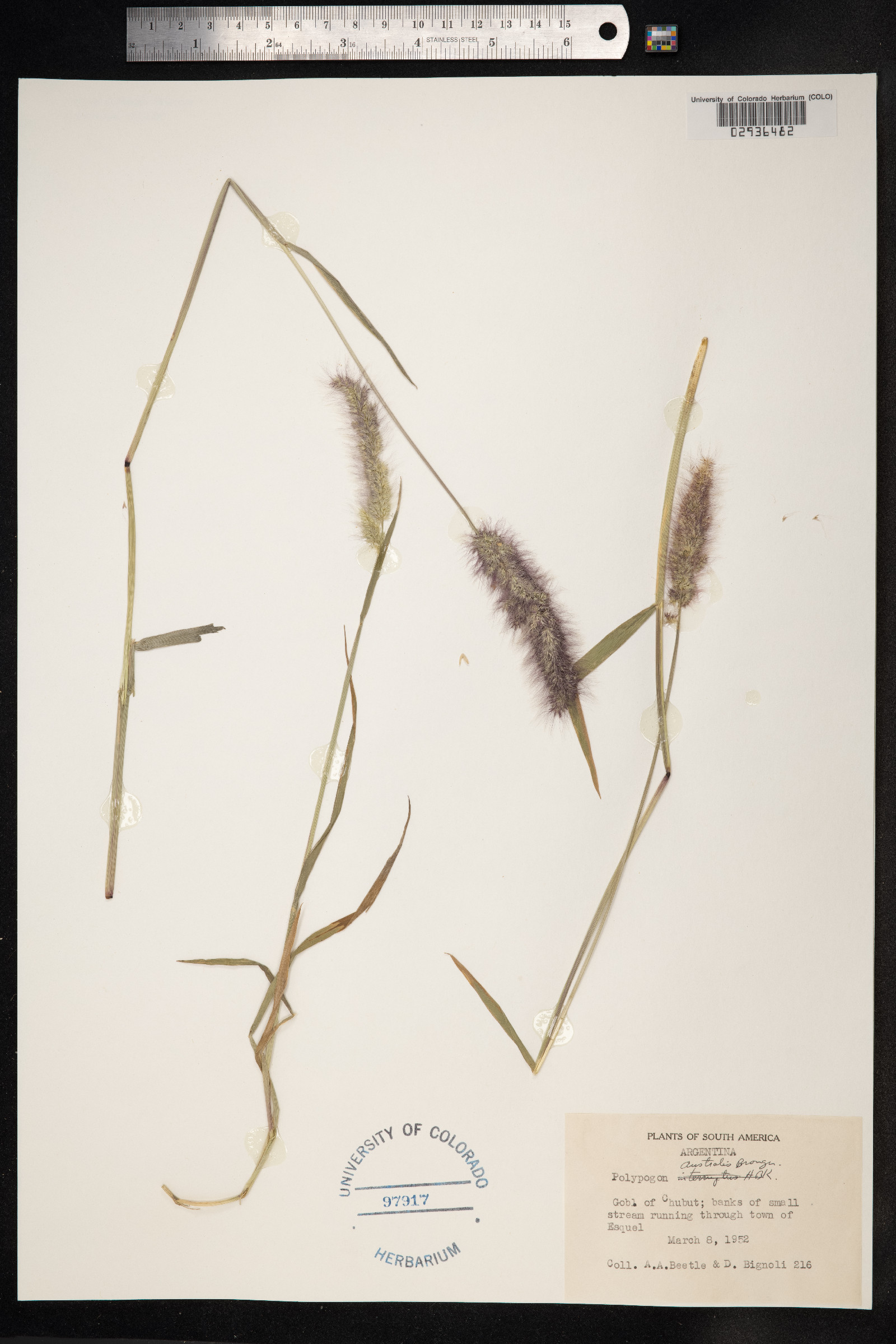 Polypogon australis image