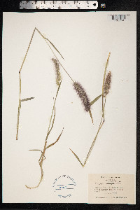 Polypogon australis image