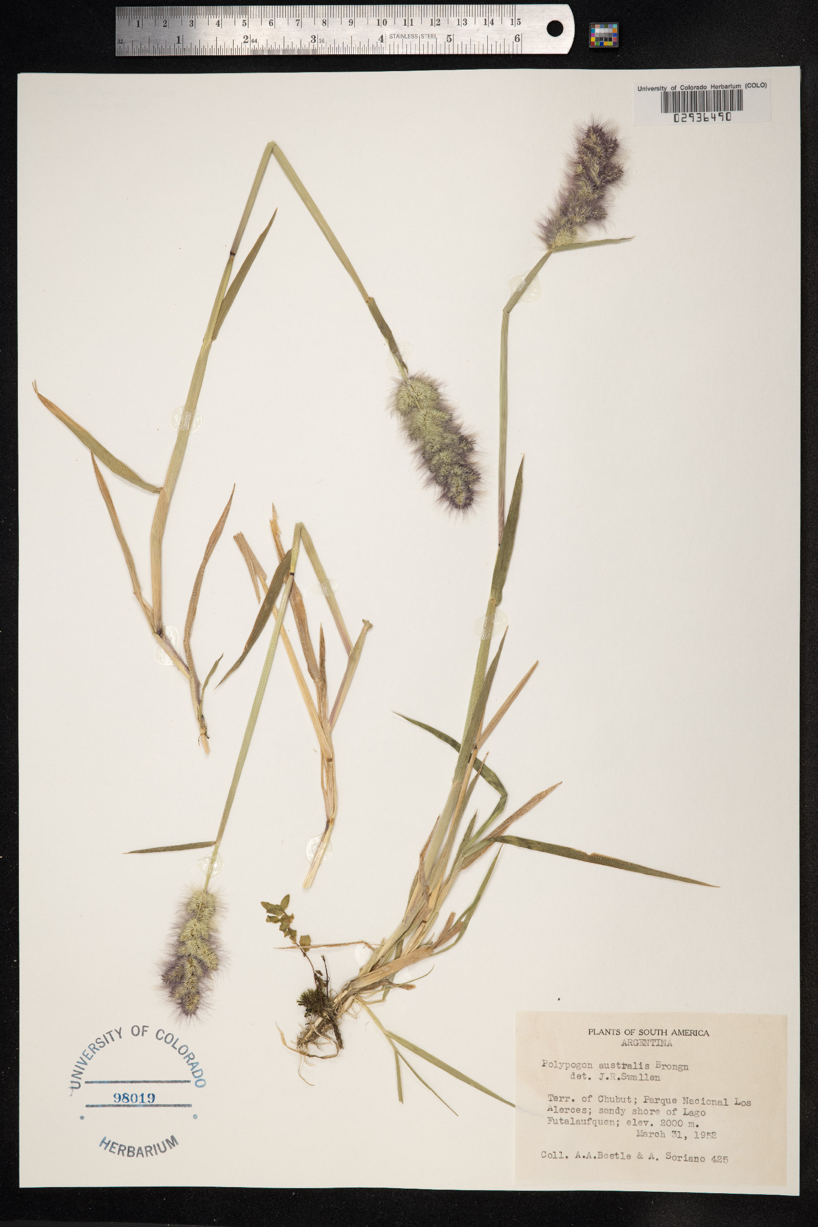 Polypogon australis image