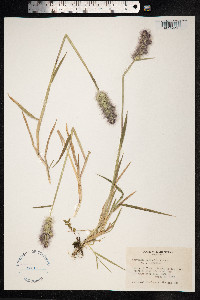 Polypogon australis image