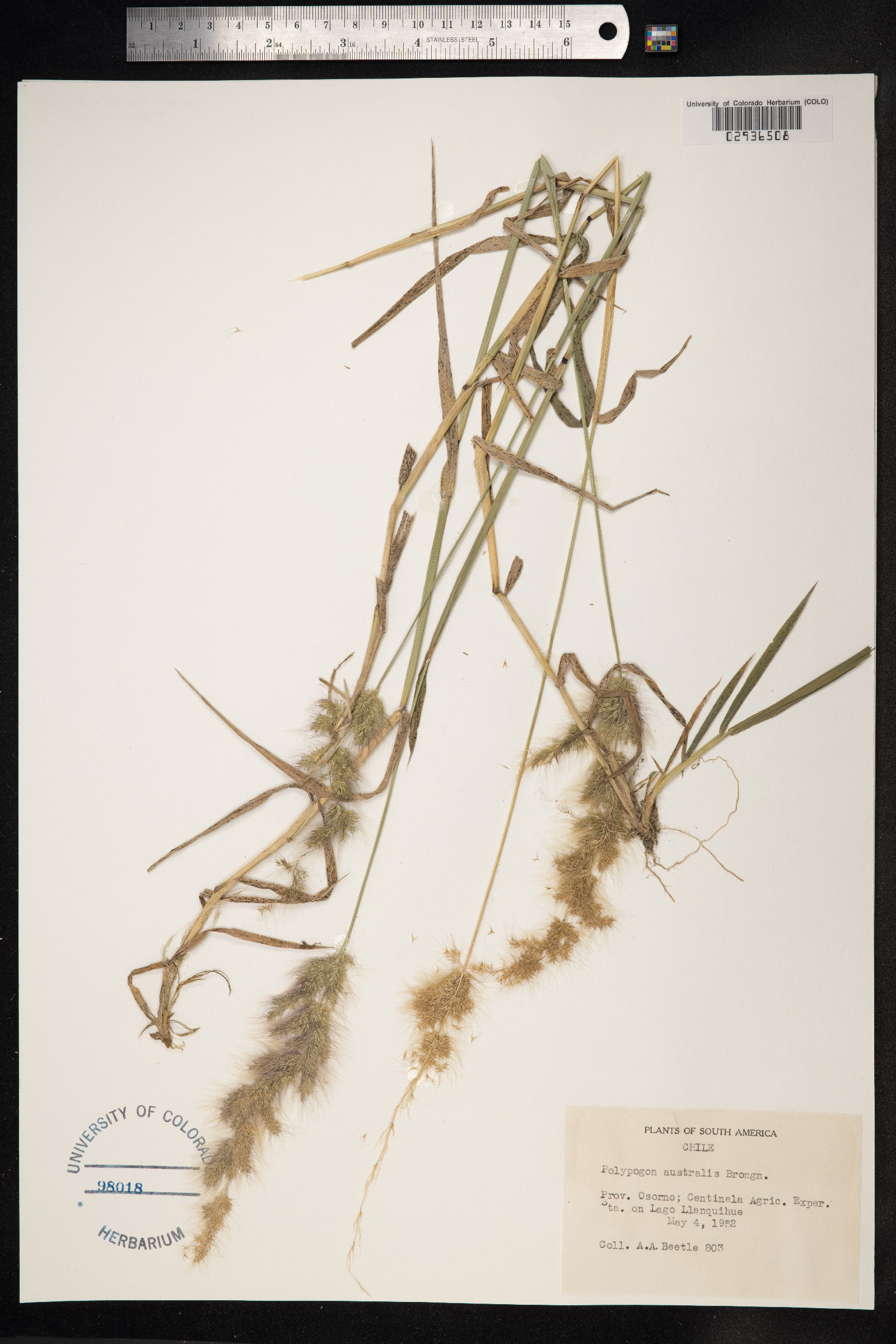 Polypogon australis image