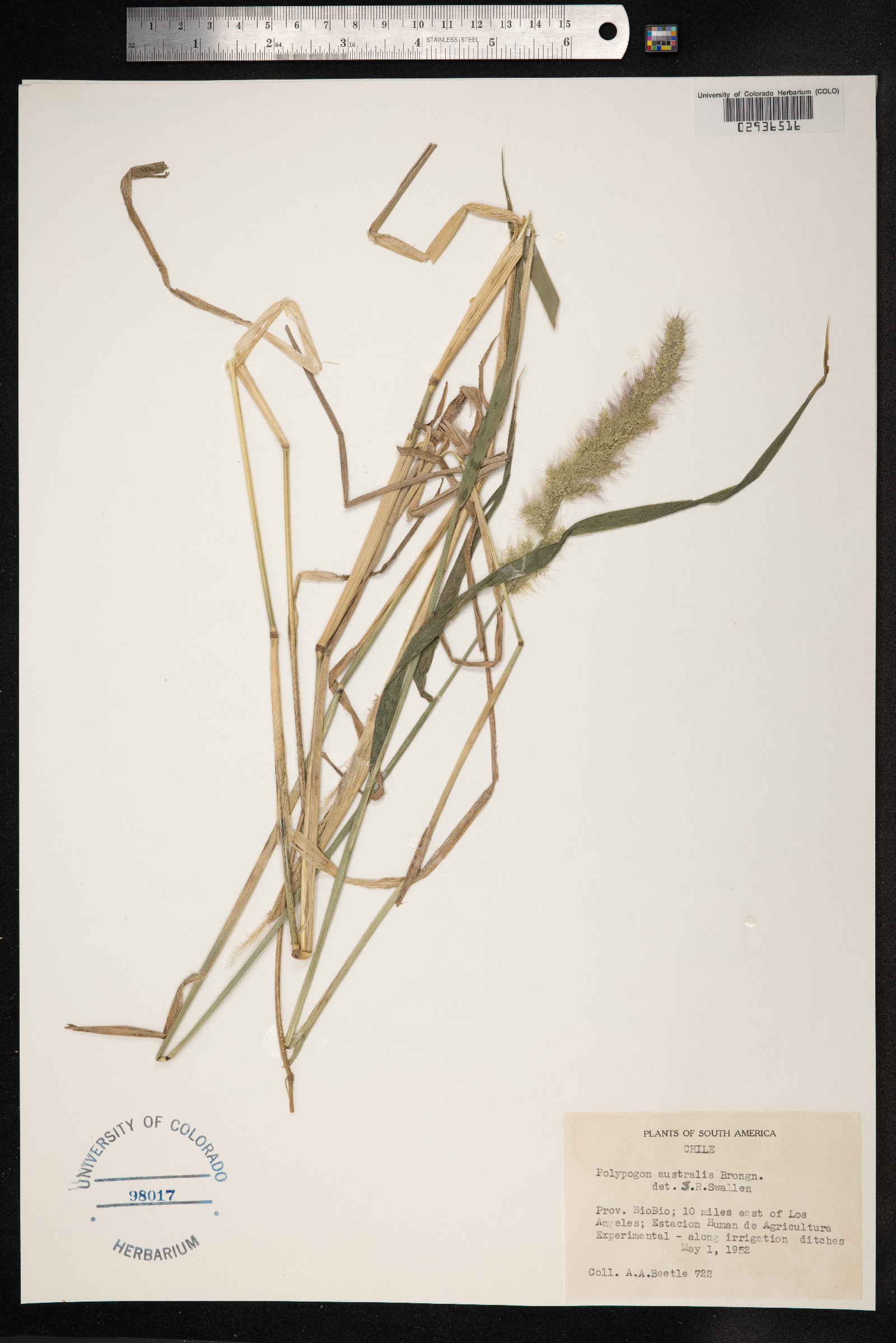 Polypogon australis image