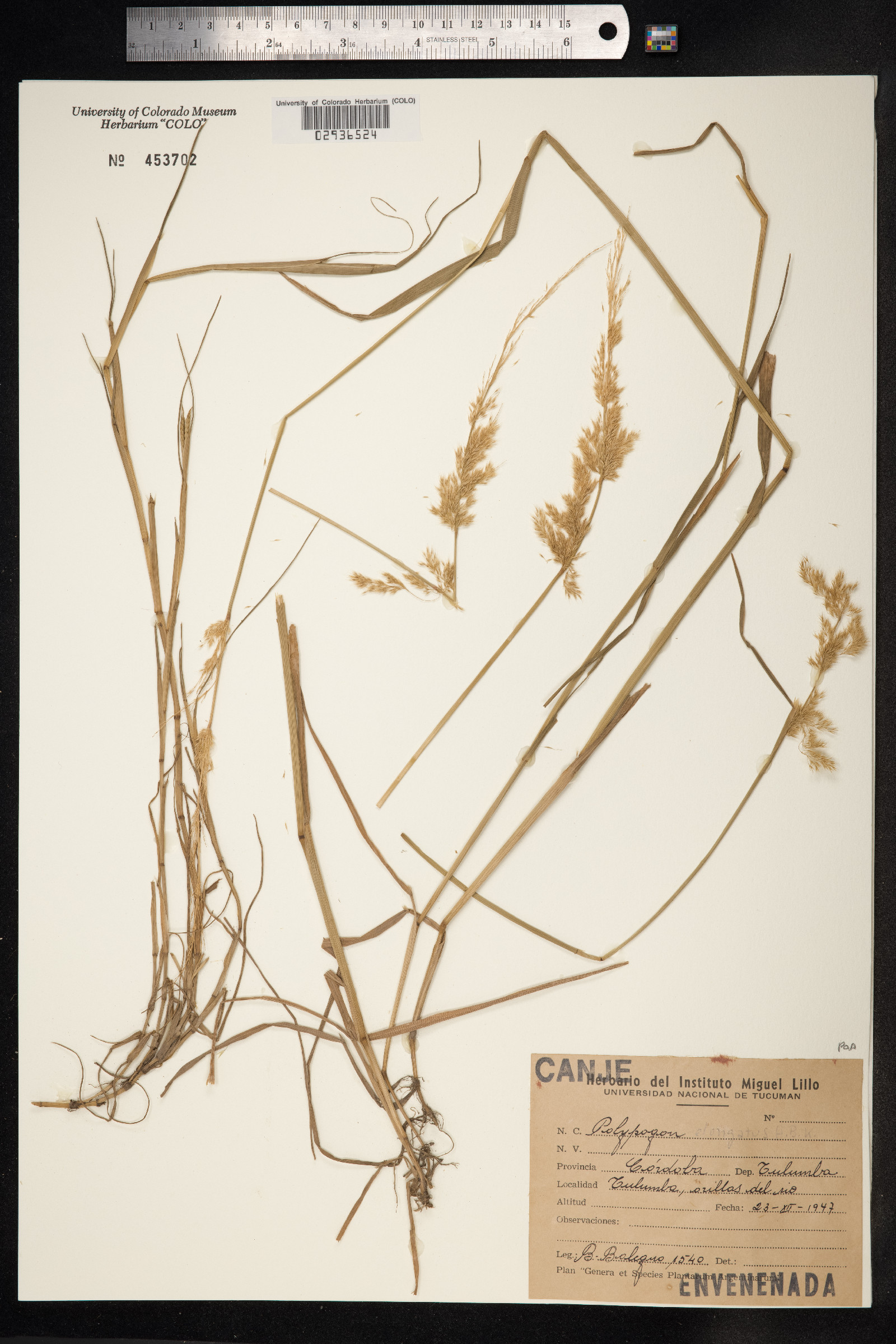Polypogon image