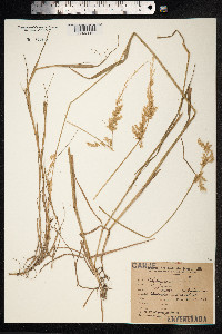 Polypogon elongatus image