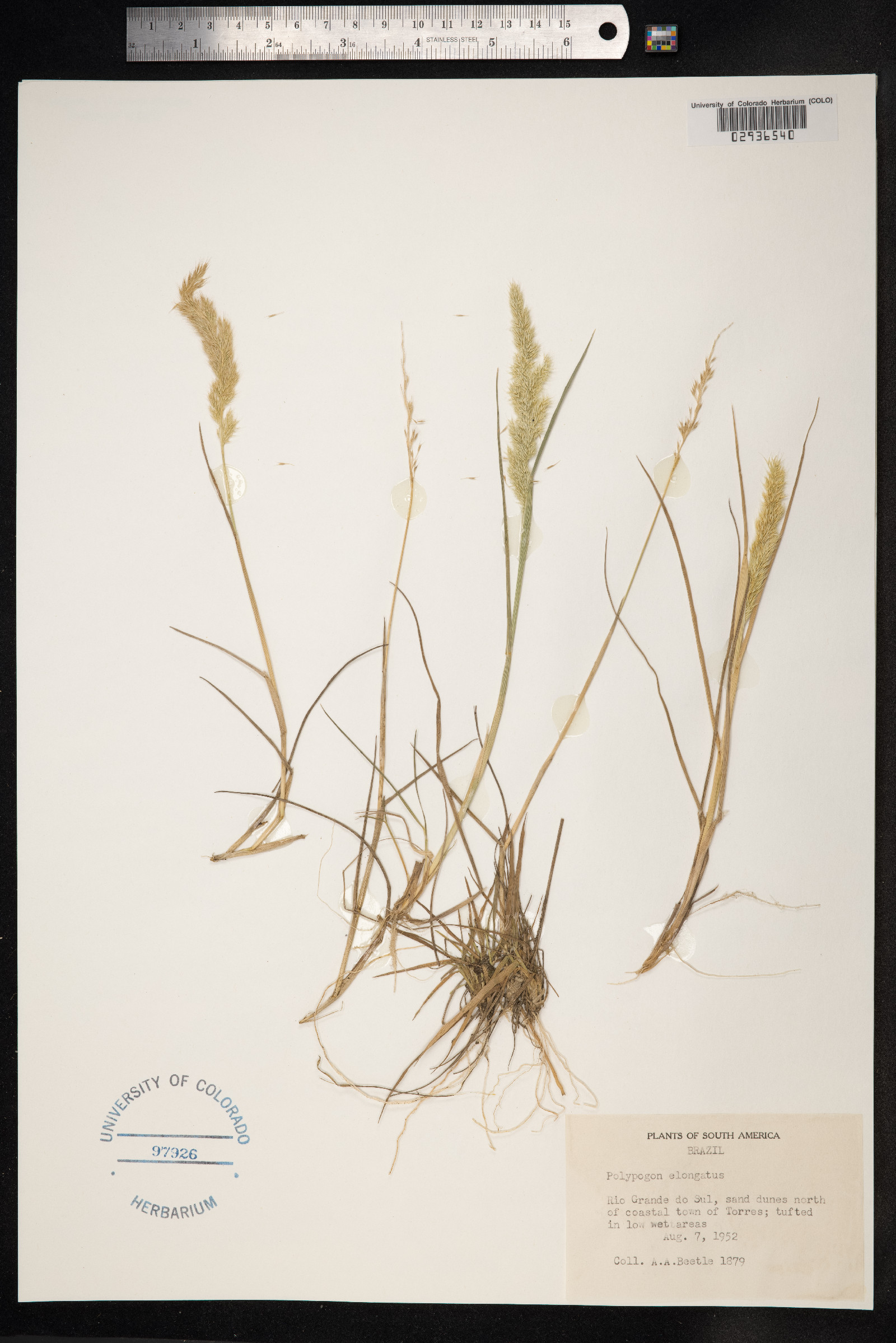 Polypogon elongatus image